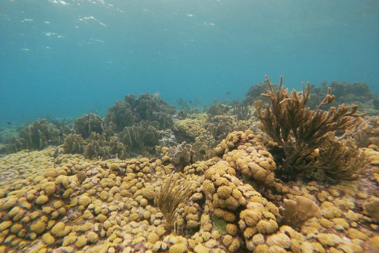 Coral as far as the eye can see at an Aruban coral reef