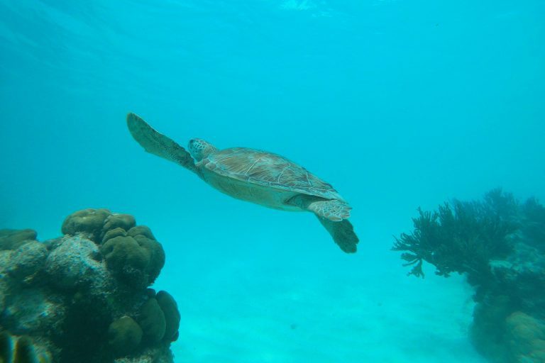 Sea turtle swiming past a coral head in Aruba
