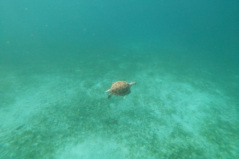 Sea turtle swimming around near Aruba's Boca Catalina (Catalina Bay)