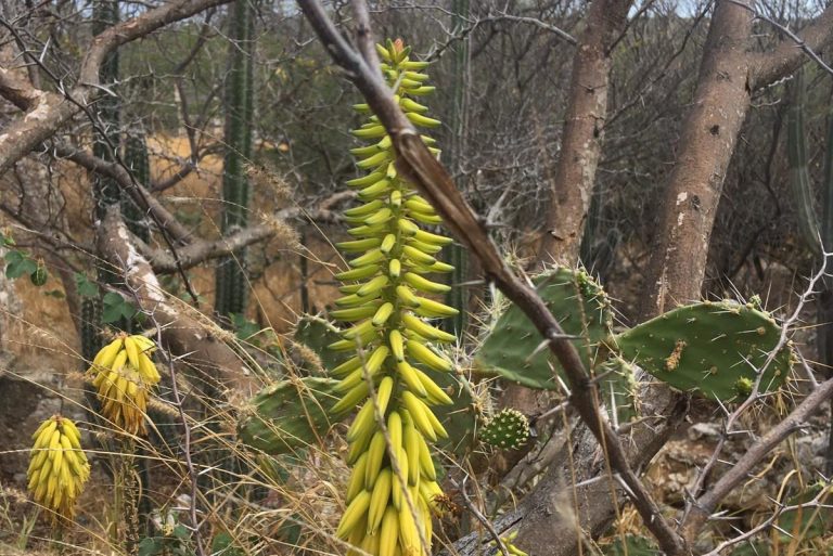 An Aruban Aloe Vera plant with flowers