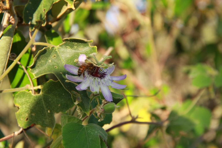 A bee visiting an Aruban passion flower (Shoshoro)
