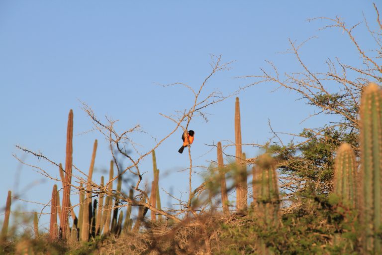 An Aruban Troupial hanging out in Aruba's National Park
